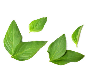 Fresh Basil leaves isolated on white background