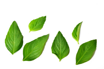 Fototapeta na wymiar Fresh Basil leaves isolated on white background