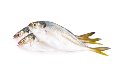 whole round fresh horse mackerel on white background