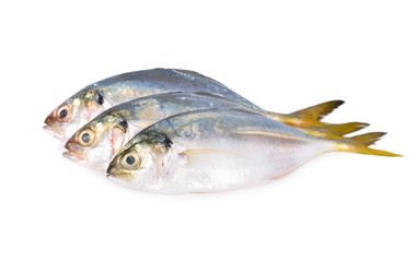 whole round fresh horse mackerel on white background