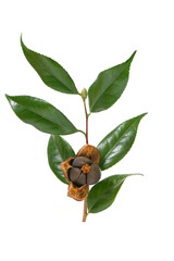 ripe open camellia nuts with seeds on a white background