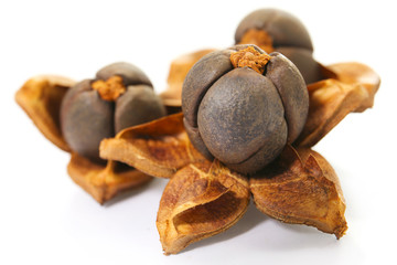 ripe open camellia nuts with seeds on a white background