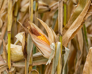 Cornfield with ear of  corn on cornstalk, husk open, exposing short tip fill or tip back. Ear undeveloped with incomplete kernel set at tip of cob. Mature corn ready for harvest