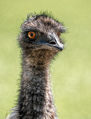 An emu  staring with its long neck, hair like feathers and bulging orange eye