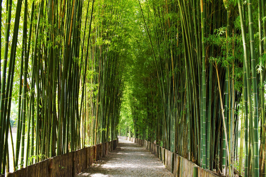 Green bamboo tree in park