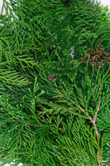 Naklejka premium botanical background of green twigs of cypress 