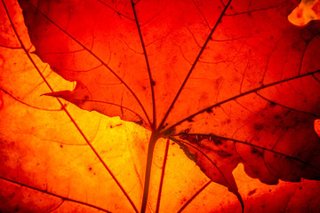 yellow maple leaf autumn macro