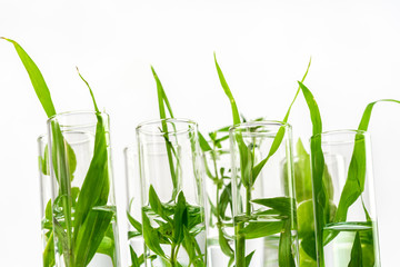 Green fresh plant in glass test tube in laboratory