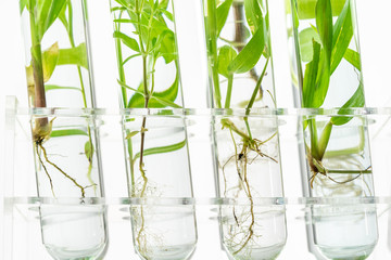 Green fresh plant in glass test tube in laboratory