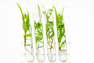 Green fresh plant in glass test tube in laboratory