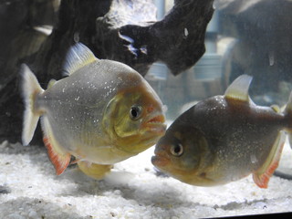 Piranha Tank 1