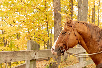 A brown horse in front of a rustic fence in an autumn forest