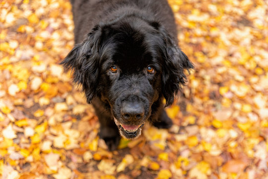 A black newfoundland dog looking up at the camera from a forest path