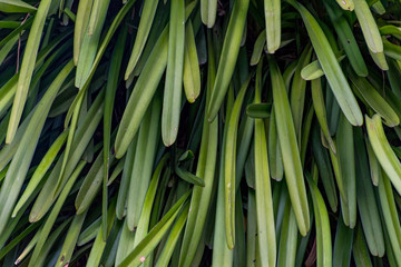 Aloe-Leafed Cymbidium Orchid (Cymbidium aloifolium) background