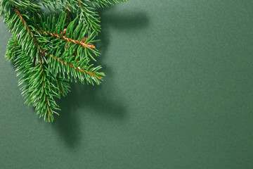 botanical seasonal background of green twig of fir