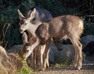 Twin fawns snacking with Mom on a fall day in the late afternoon light.