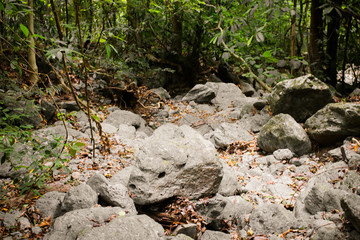 Walkway in summer forest. Beautiful natural landscape Mountain trail inside the forest. Beautiful scenic, romantic landscape. Roots of trees and stones on path in wild wood
