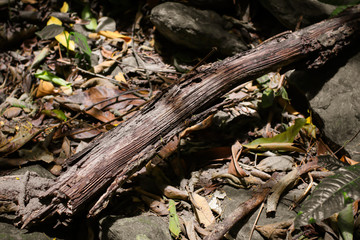 Sawn logs of trees and tree bark. Problem of deforestation and environmental problems. Pine logs lie in the forest.Fresh deciduous stand of Bialowieza Forest in springtime with dead broken oak