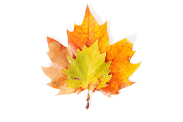 botanical colorful background of autumn leaves