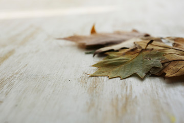 botanical colorful background of autumn leaves