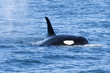 Fototapeta premium Orca