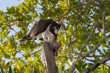 Osprey - Pandion haliaetus - eating fish in Mangrove Tree on Sanibel Island, Florida.