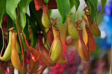 pitcher plants in a greenhouse