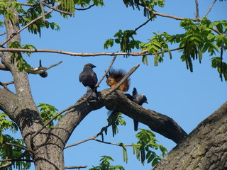 squirrel and black birds in a tree