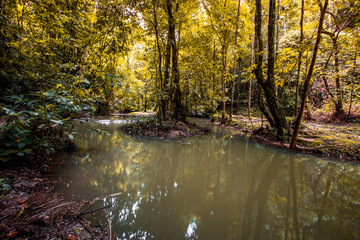 Obraz premium The natural background of the water flowing through rocks, natural waterfalls, blur of flowing water surrounded by various plants, the integrity of the ecosystem.