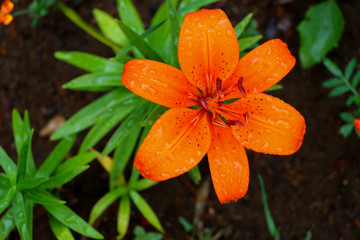 orange flower after rain