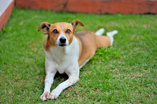 Cachorro de mirada tierna deitado num jardim de grama verde