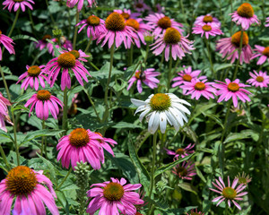 Fototapeta premium Wildflowers