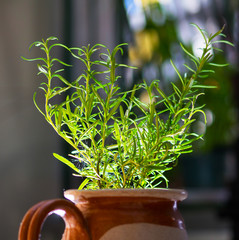 Detail of rosemary plant in a clay vase, with a light entering from a window and a diffuse background