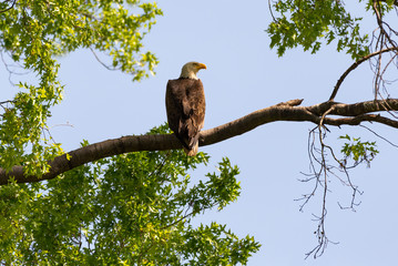 An American Bald Eagle perched in a tree.
