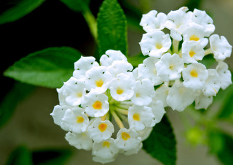 Macro of lantana white camara flower. White Lantana Camara flower buds ready to bloom.