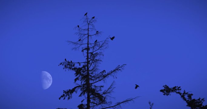 Murder of Crows Taking Flight from Scary Tree at Night by Half Moon
