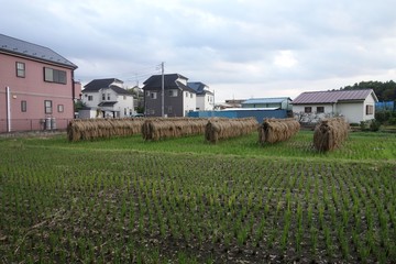Fototapeta na wymiar 稲刈り後の10月の日本の水田