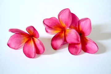 Red Plumeria flower, isolated on a white background. Red Plumeria flowers are most fragrant at night. Plumeria species may be propagated easily by cutting leafless stem tips in spring. 