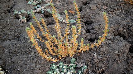 The wild grass in the paddy field appear to turn yellow due to lack of water