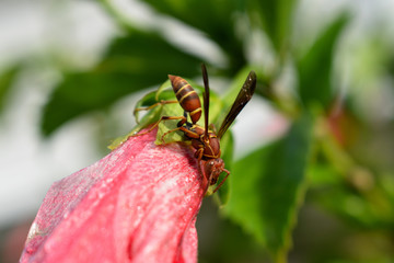 The Wasp