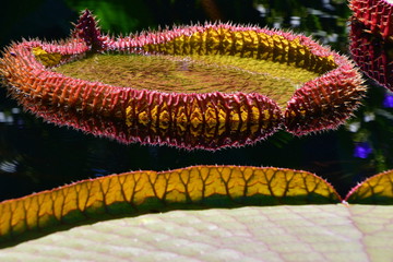 nature, lily pad, garden, water, prickly, spines, yellow, red, unusual, pond,  leaf