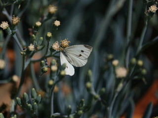 White Butterfly