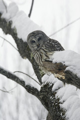 great grey owl on tree in a snowstorm 