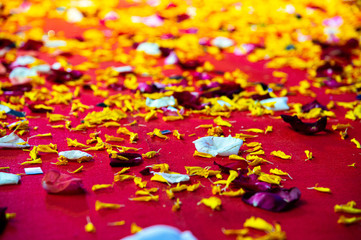 Closeup beautiful multi colorful petals on red floor and blurred background.