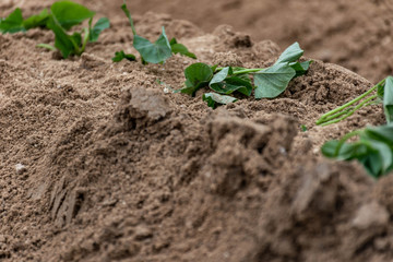 young plant in soil