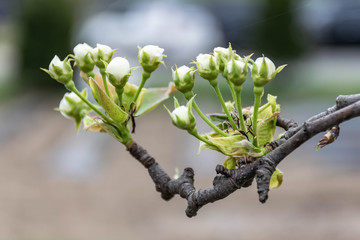 branch of a blossoming apple tree