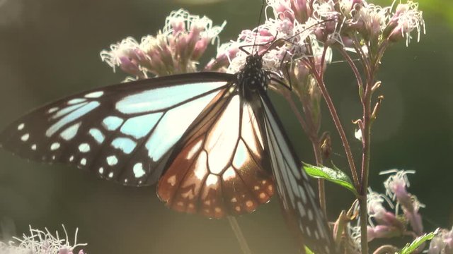吸蜜するアサギマダラ 4K / Parantica sita, the chestnut tiger butterfly feeding on nectar in Hiroshima, Japan. It is a migrant butterfly which travels about 2,500 km in Asia. Asagimadara. Closeup shot. 