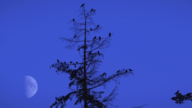 Spooky Tree Silhouette of Crows at Night with Half Moon Background