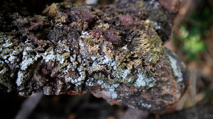 Mushrooms on the bark, infecting tree trunks in the rainy season