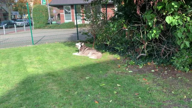 Steady wide shot showing huskey dog relaxing in sunshine on lawn